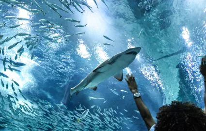 Sharks at AquaRio