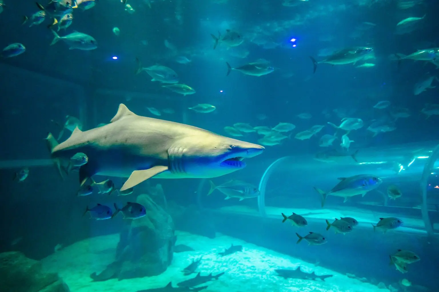 Show das águas-vivas